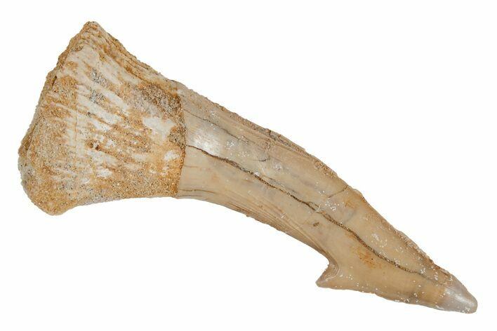 Fossil Sawfish (Onchopristis) Rostral Barb - Morocco #219880